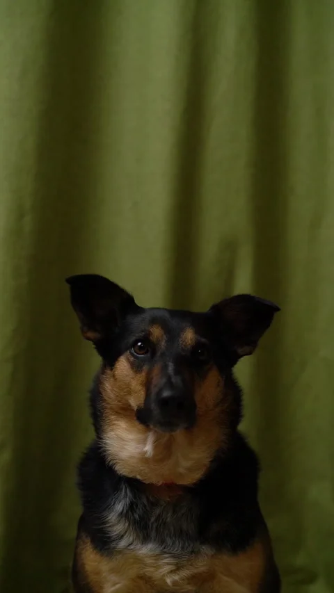 Mixed Breed Dog Looking at Camera on Green Background Vertical Video Stock Footage 152986568