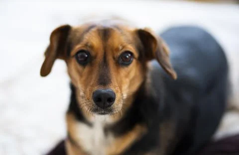 Mixed-breed dog looking at camera, Krakow, Lesser Poland, Poland Stock Photos