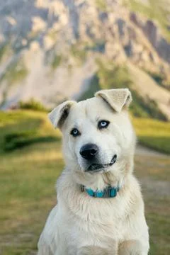 Mixed breed dog looking at camera in rugged landscape Stock Photos