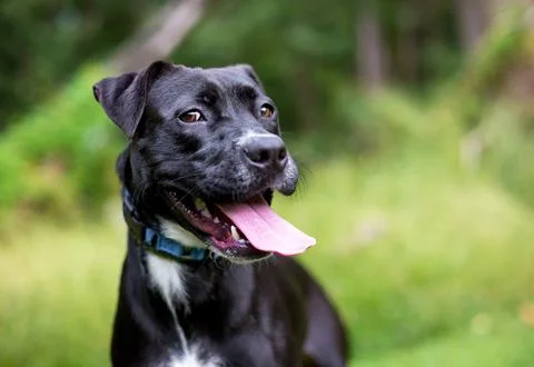 A mixed breed dog looking to the side with a funny expression Stock Photos