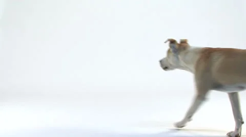 Mixed-breed dog lying down and barking Stock Footage 23120379