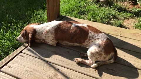 Mixed-breed dog lying down on a wooden floor Stock Footage