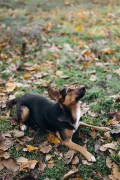 Mixed-Breed Dog Lying Down Outdoors and Looking Up Stock Photos