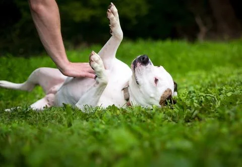 A mixed breed dog lying on its back and receiving a belly rub Stock Photos