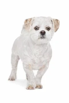 Mixed breed dog Stock Photos