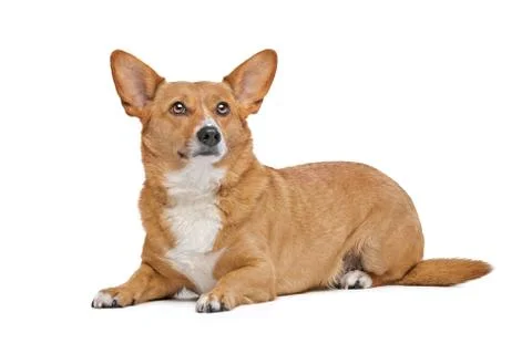 Mixed breed dog Stock Photos