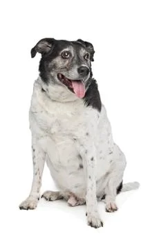 Mixed breed dog Stock Photos