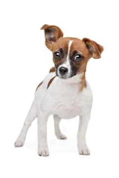 Mixed breed dog Stock Photos