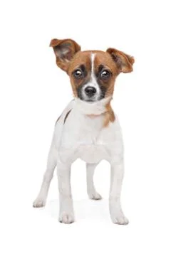 Mixed breed dog Stock Photos