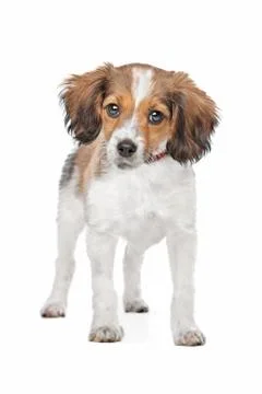 Mixed breed dog Stock Photos