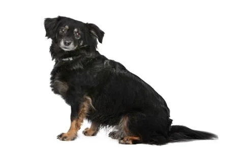 Mixed breed dog Stock Photos