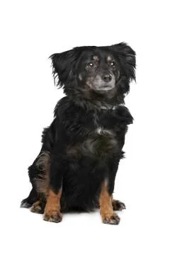 Mixed breed dog Stock Photos