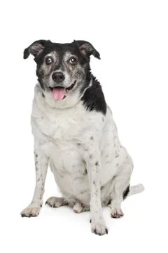 Mixed breed dog Stock Photos