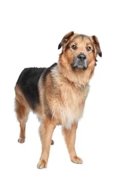 Mixed breed dog Stock Photos