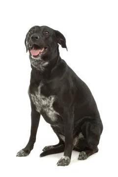 Mixed-breed dog Stock Photos