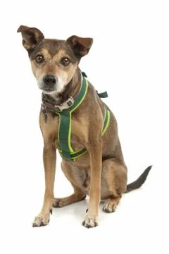 Mixed breed dog Stock Photos