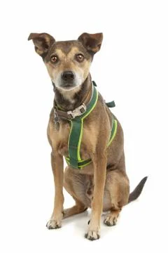 Mixed breed dog Stock Photos