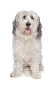 Mixed breed dog Stock Photos