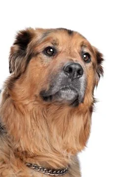 Mixed breed dog Stock Photos