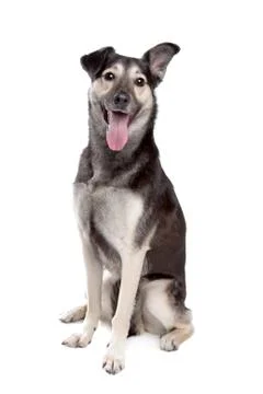 Mixed breed dog Stock Photos