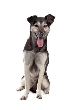 Mixed breed dog Stock Photos