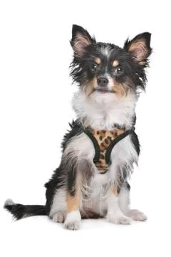 Mixed breed dog Stock Photos