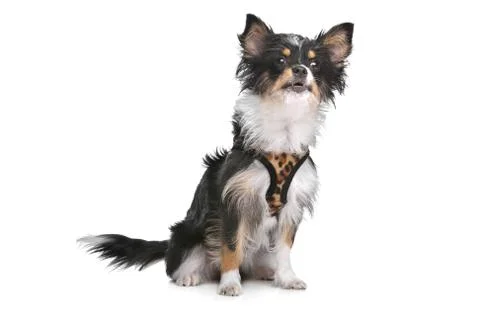 Mixed breed dog Stock Photos