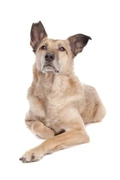 Mixed breed dog Stock Photos