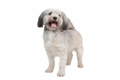Mixed breed dog Stock Photos