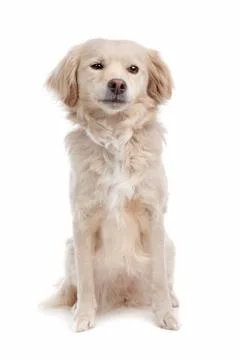 Mixed breed dog Stock Photos