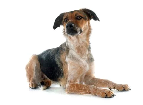 Mixed-Breed Dog Stock Photos