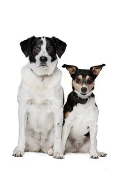 Mixed breed dog Stock Photos
