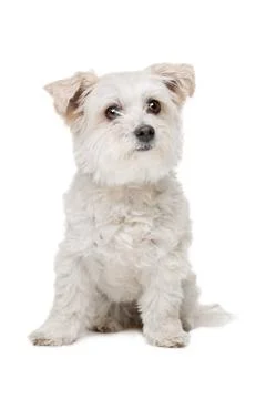 Mixed breed dog Stock Photos