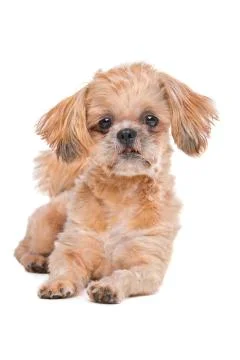 Mixed breed dog Stock Photos