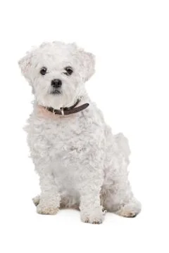 Mixed breed dog Stock Photos