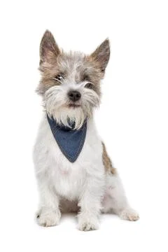 Mixed breed dog Stock Photos