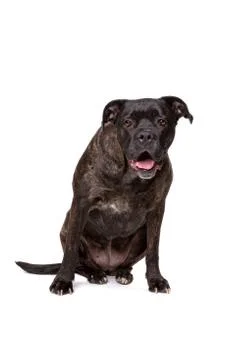 Mixed breed dog Stock Photos