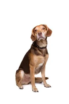 Mixed breed dog Stock Photos