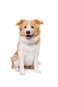 Mixed breed dog Stock Photos