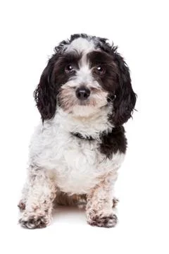 Mixed breed dog Stock Photos