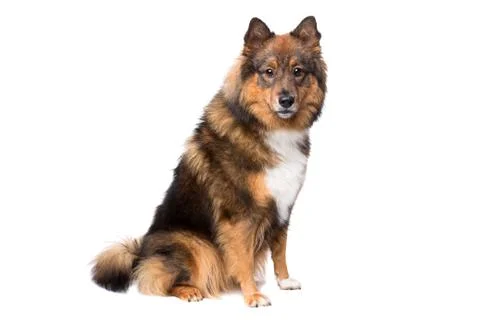Mixed breed dog Stock Photos