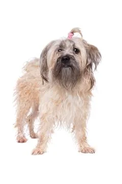 Mixed breed dog Stock Photos