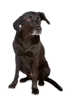 Mixed breed dog Stock Photos