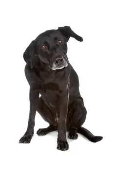 Mixed breed dog Foto stock