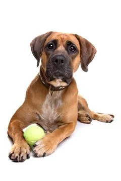 Mixed breed dog Stock Photos