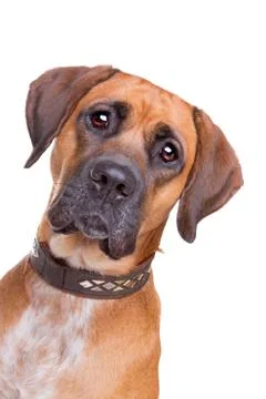 Mixed breed dog Stock Photos