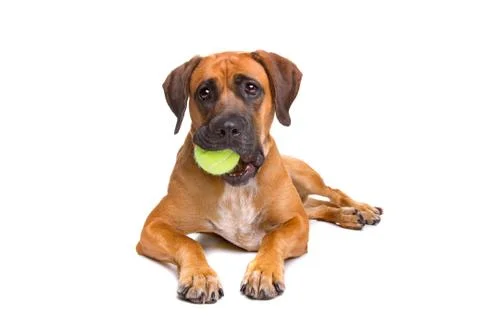 Mixed breed dog Stock Photos