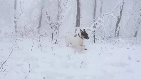 Mixed breed dog playing in a snowy forest. The white and spotted dog is playing Stock Footage 255682553