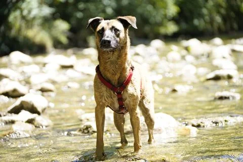 Mixed breed dog posing Stock Photos