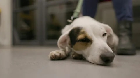 Mixed-breed dog resting on the floor of a moving subway train Video stock 304589384